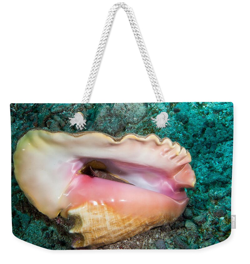 Belize Weekender Tote Bag featuring the photograph Conch by Jean Noren
