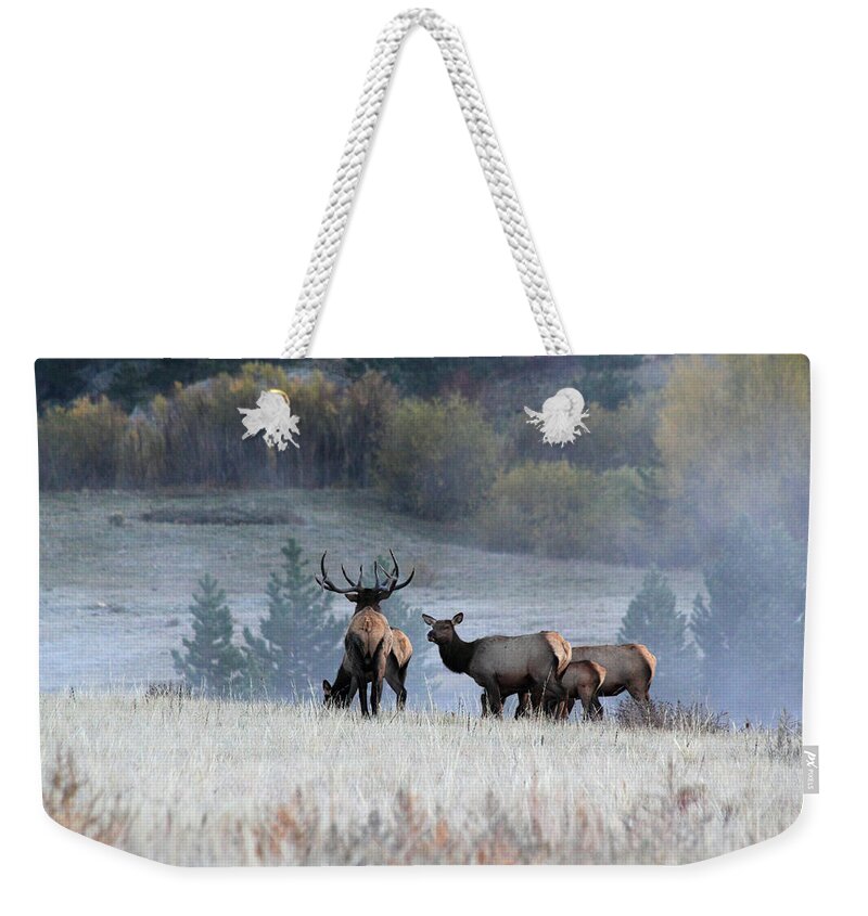 Elk Weekender Tote Bag featuring the photograph Cool Misty Morning by Shane Bechler