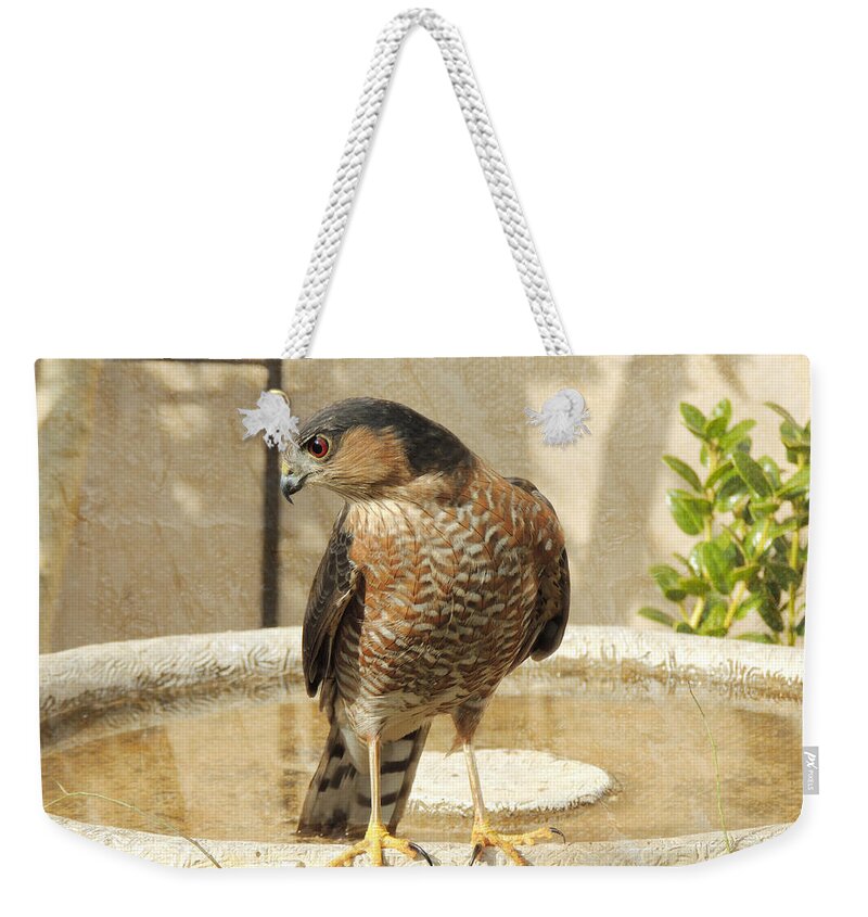 Cooper's Hawk Weekender Tote Bag featuring the photograph Cooper's Hawk at the Bird Bath by Jayne Wilson