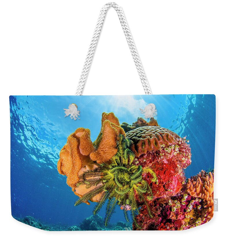 Tranquility Weekender Tote Bag featuring the photograph Coral Reef by Raimundo Fernandez Diez