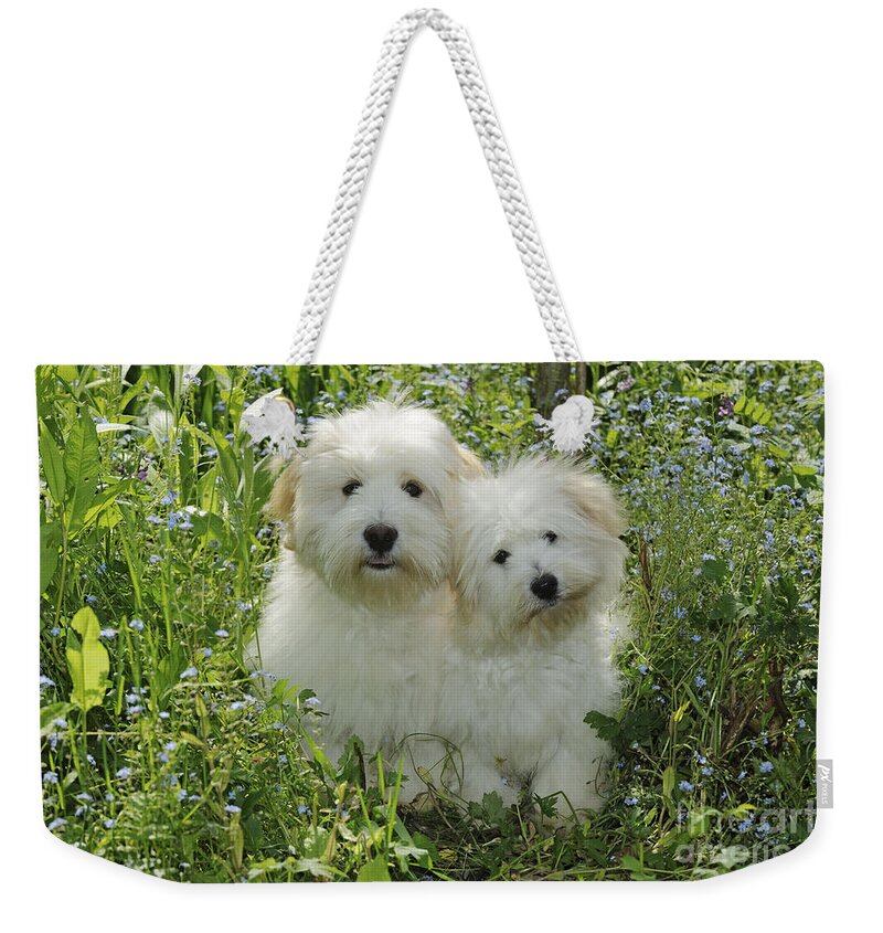 Dog Weekender Tote Bag featuring the photograph Coton De Tulear Dogs by John Daniels