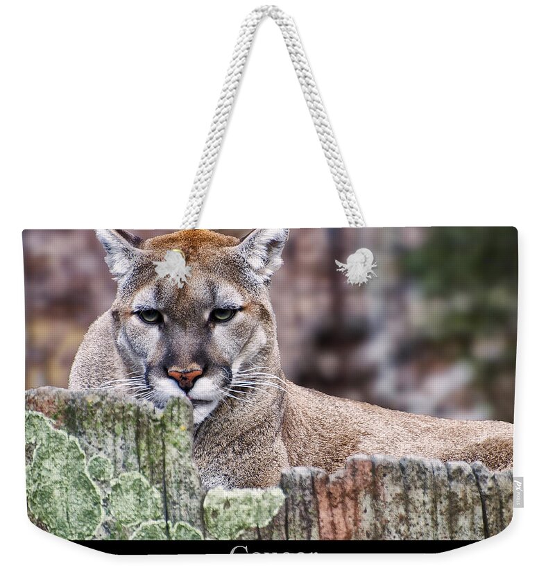 Class Room Posters Weekender Tote Bag featuring the digital art Cougar resting on a tree stump by Flees Photos