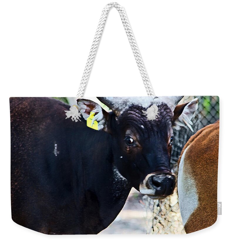 Taronga Western Plains Zoo Weekender Tote Bag featuring the photograph Court Out by Miroslava Jurcik