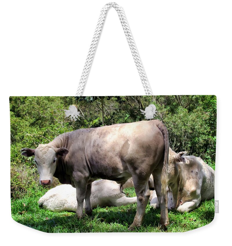 Cattle Weekender Tote Bag featuring the photograph Cow 5 by Dawn Eshelman