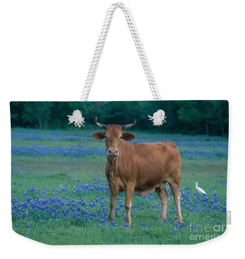 Fauna Weekender Tote Bag featuring the photograph Cow by Alan and Sandy Carey