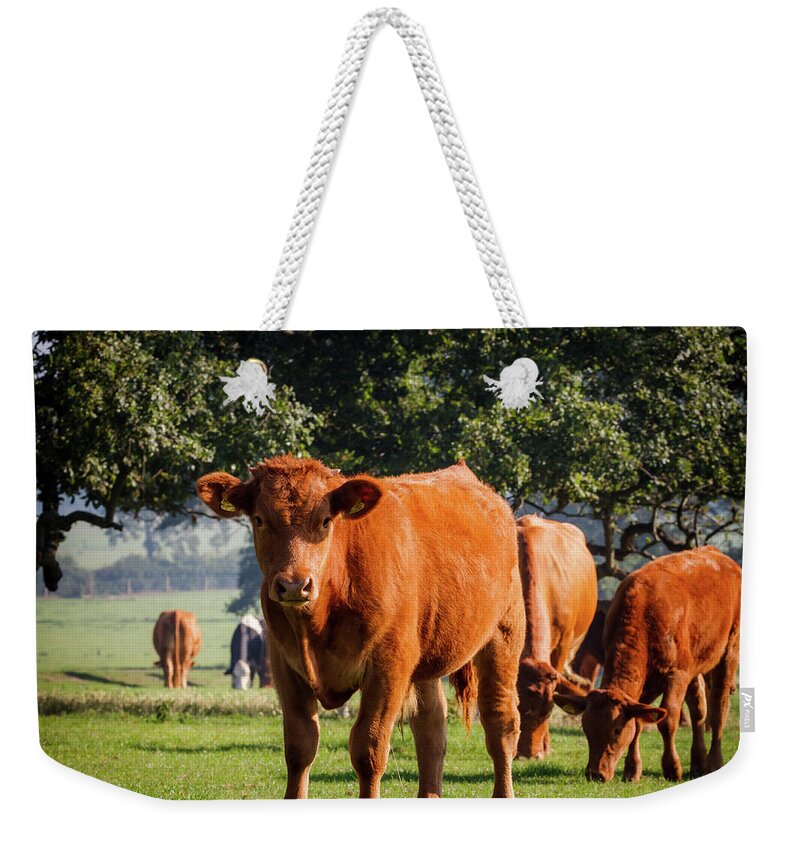 Grass Weekender Tote Bag featuring the photograph Cow In A Field by Deborah Pendell
