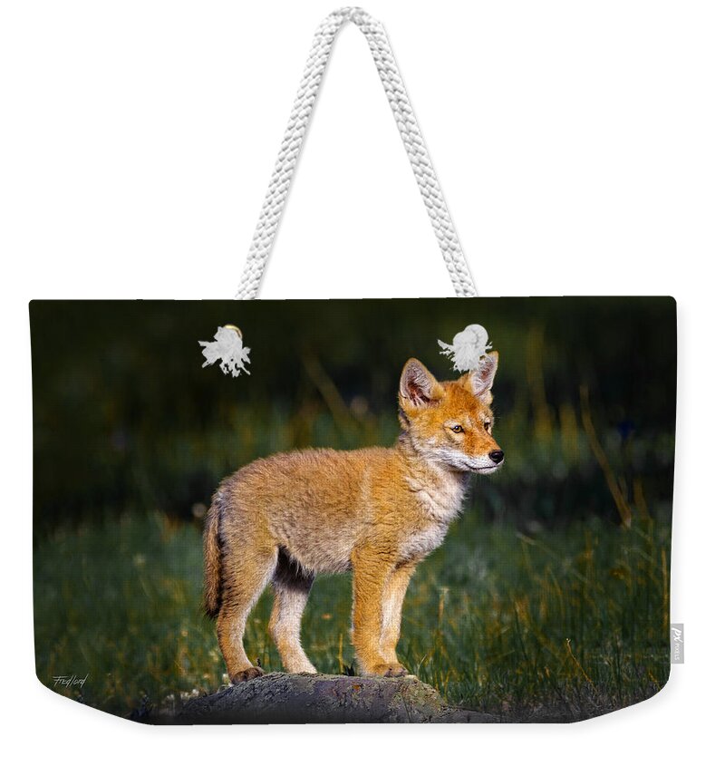 Coyote Weekender Tote Bag featuring the photograph Coyote Pup by Fred J Lord
