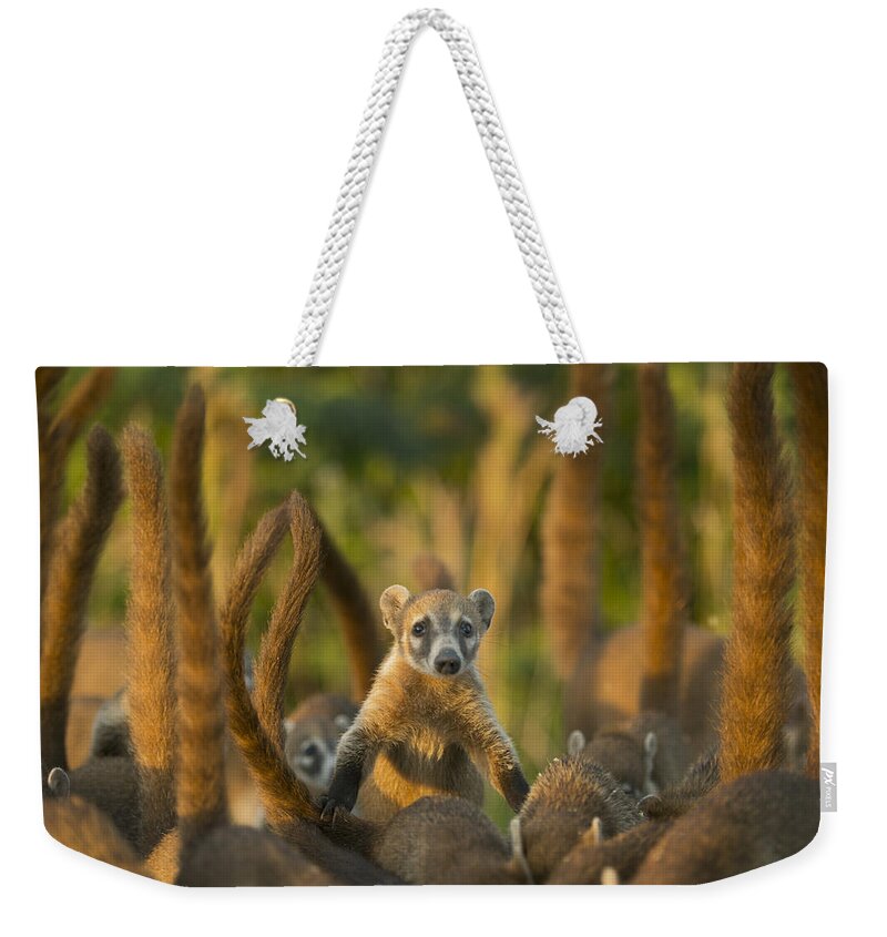 Kevin Schafer Weekender Tote Bag featuring the photograph Cozumel Island Coati Cozumel Island by Kevin Schafer