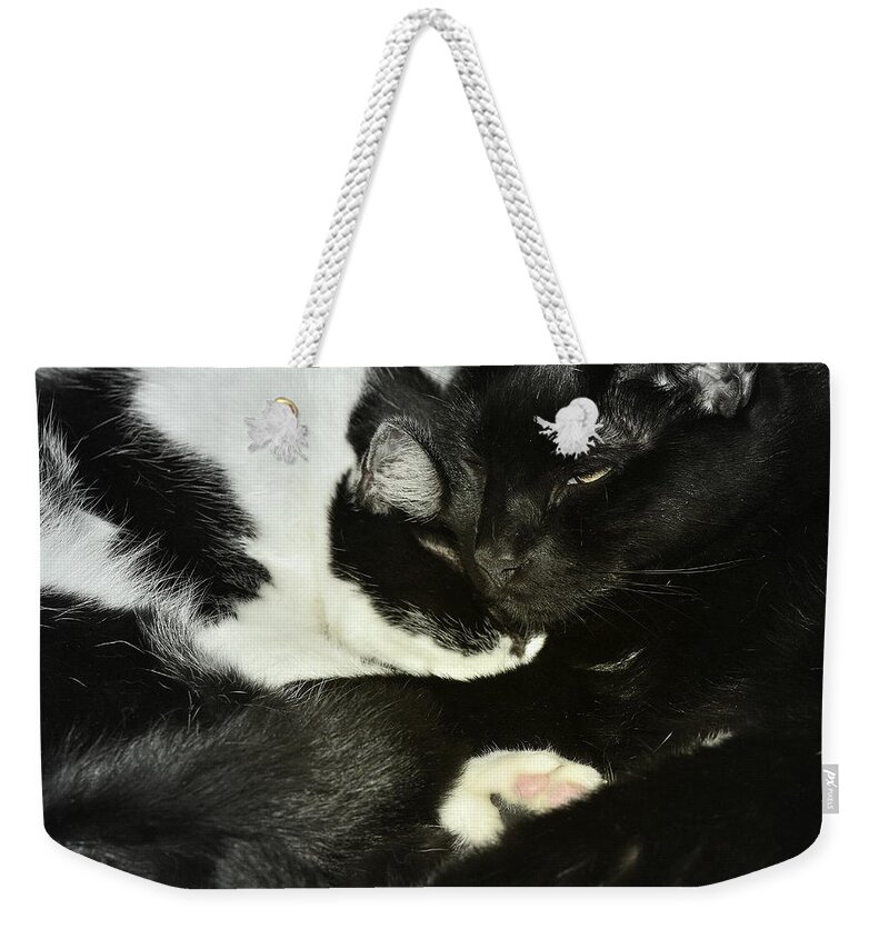 Cat Weekender Tote Bag featuring the photograph Cozy by Kathy Barney