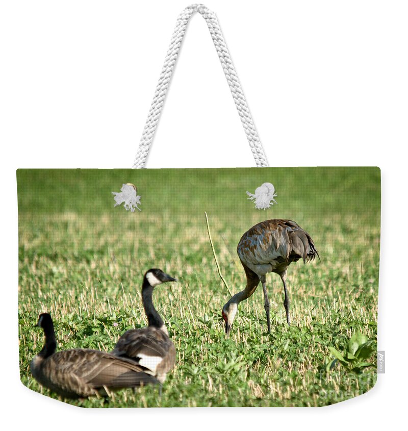 Sandhill Cranes Weekender Tote Bag featuring the photograph Crane and Friends by Cheryl Baxter