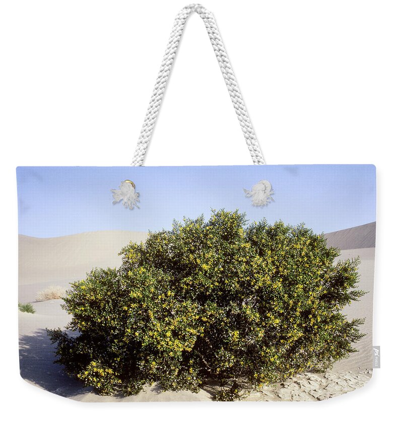 Bush Weekender Tote Bag featuring the photograph Creosote Bush by Robert J. Erwin