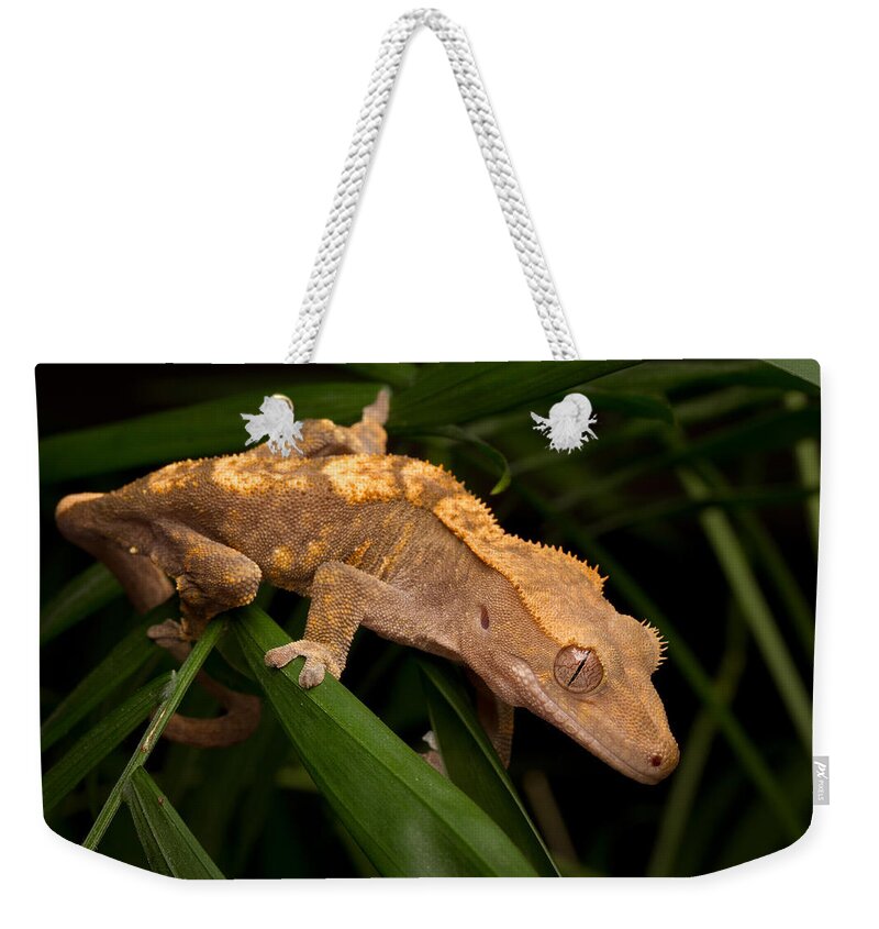 New Caledonian Crested Gecko Weekender Tote Bag featuring the photograph Crested Gecko Rhacodactylus Ciliatus by David Kenny