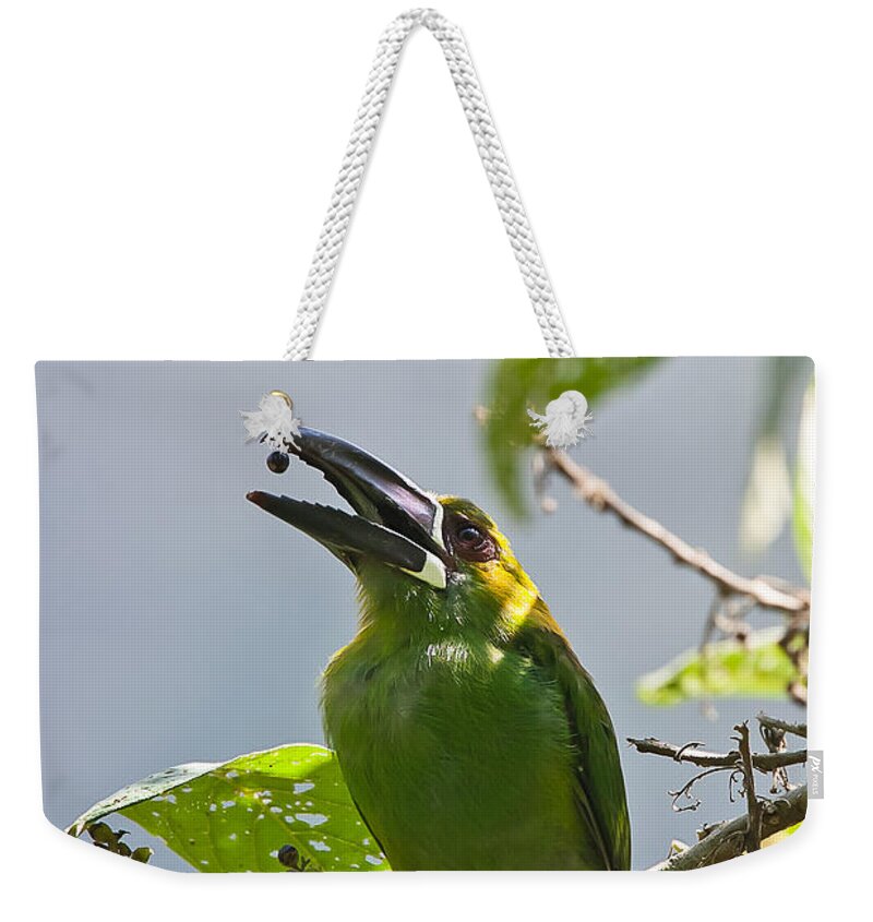 Aulacorhynchus Haematopygus Weekender Tote Bag featuring the photograph Crimson-rumped Toucanet by Jean-Luc Baron