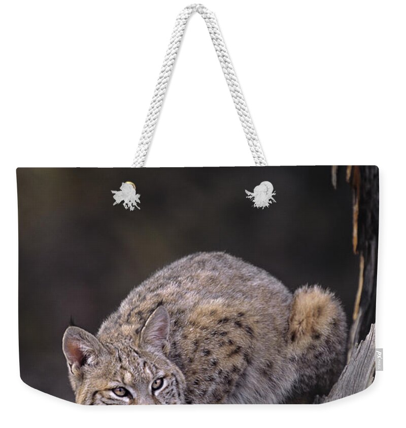 North America Weekender Tote Bag featuring the photograph Crouching Bobcat Montana Wildlife by Dave Welling