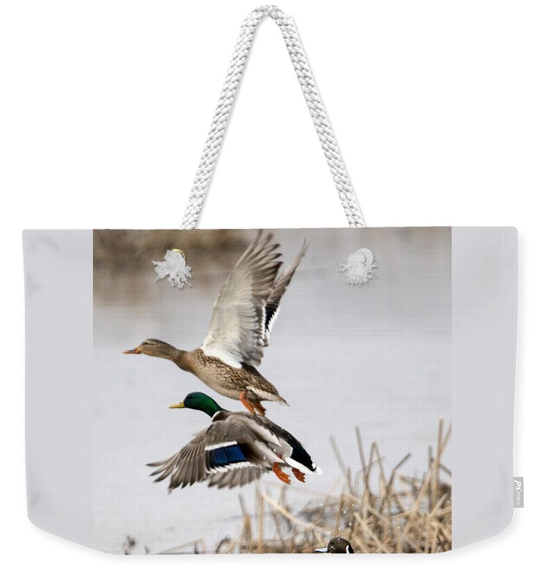 Mallard Duck Weekender Tote Bags