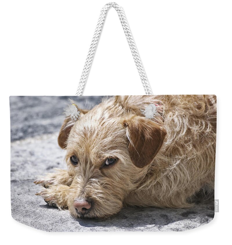 Animals Weekender Tote Bag featuring the photograph Cruz You Looking At Me by Thomas Woolworth