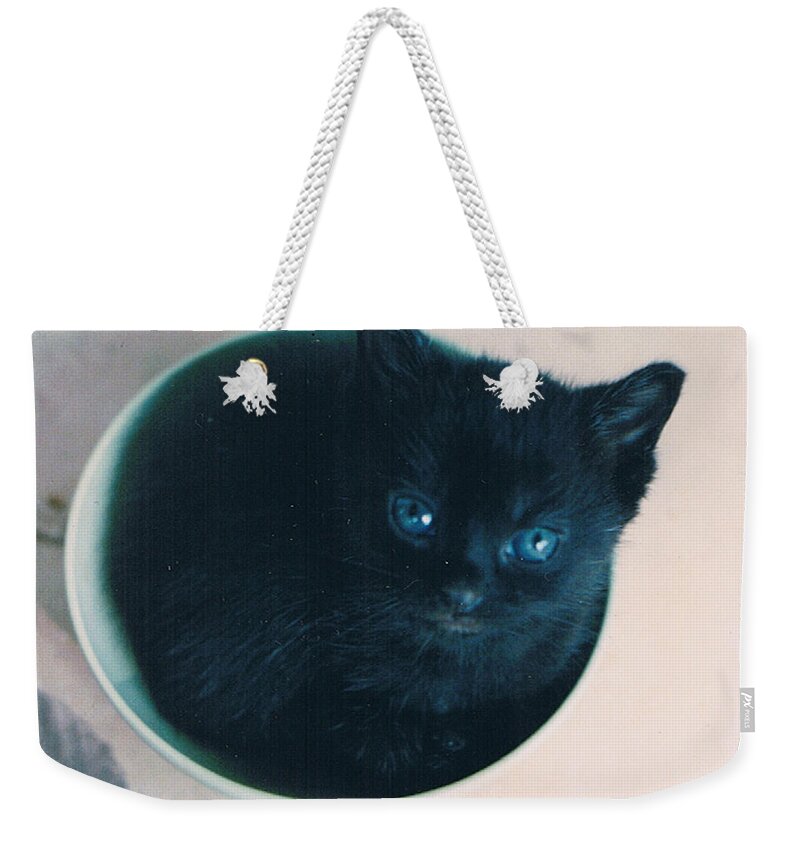 Cat Weekender Tote Bag featuring the photograph Cup O'Kitty by Seth Weaver