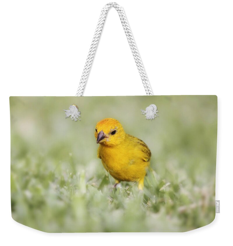 Canary Weekender Tote Bag featuring the photograph Curiosity by Melanie Lankford Photography