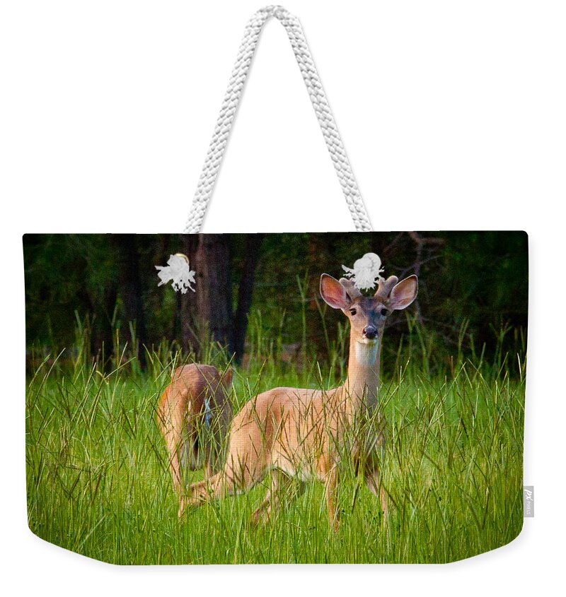 Deer Weekender Tote Bag featuring the digital art Curious by Linda Unger