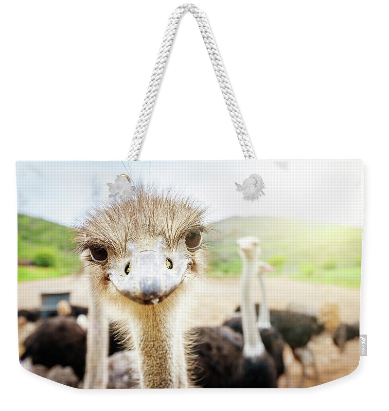 Looking Weekender Tote Bag featuring the photograph Curious Ostrich South Africa by Mlenny
