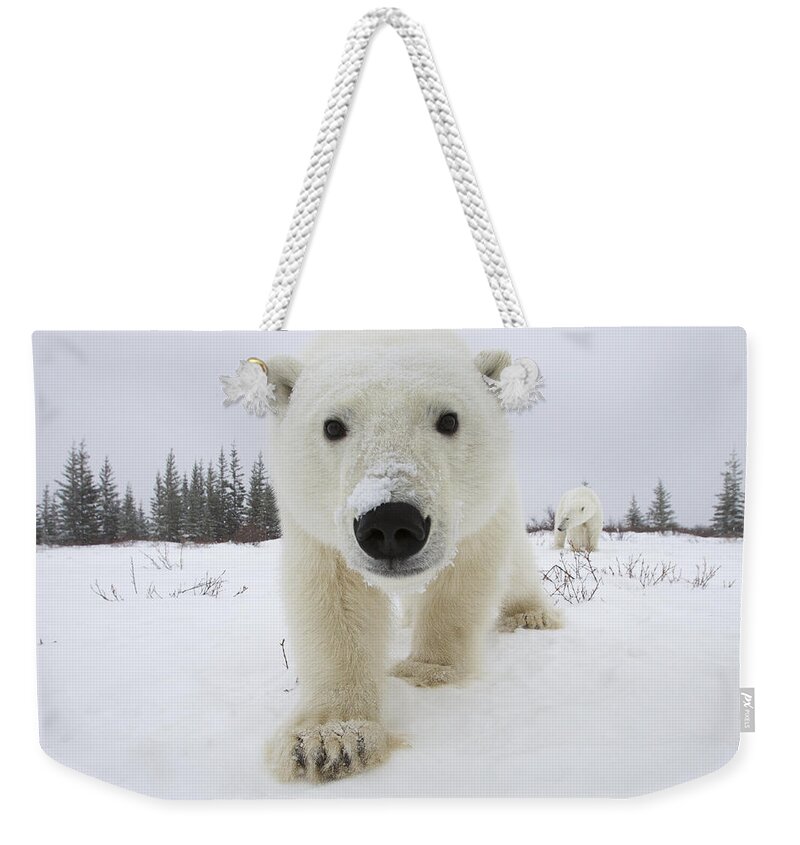 535875 Weekender Tote Bag featuring the photograph Curious Polar Bear Churchill Canada by Matthias Breiter