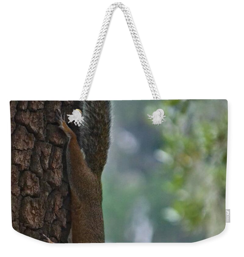 Squirrel Weekender Tote Bag featuring the photograph Curious Squirrel by Tara Potts