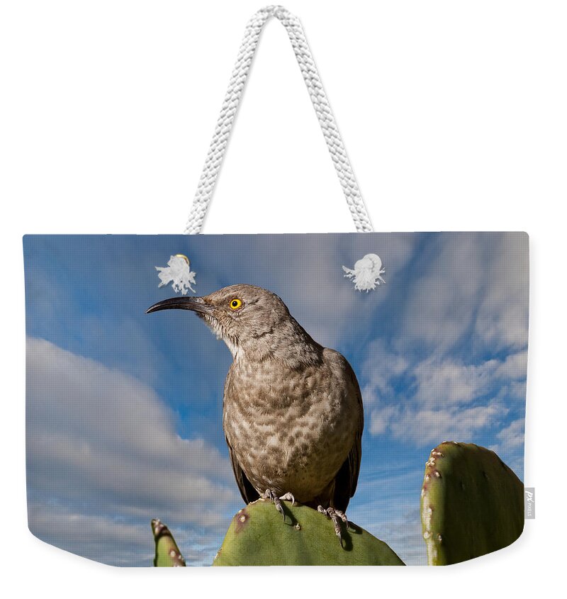 Animal Weekender Tote Bag featuring the photograph Curve-Billed Thrasher on a Prickly Pear Cactus by Jeff Goulden