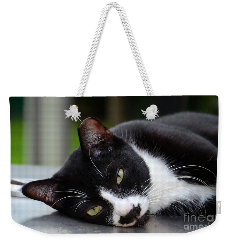 Cat Weekender Tote Bag featuring the photograph Cute black and white tuxedo cat with nipped ear rests by Imran Ahmed