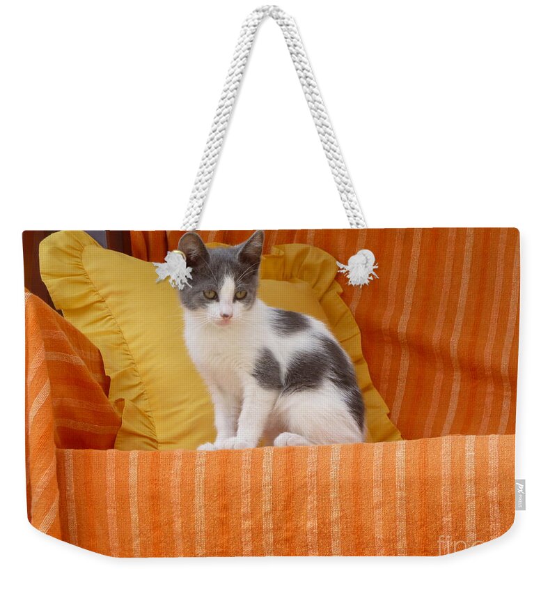 Cute Weekender Tote Bag featuring the photograph Cute Kitty by Vicki Spindler