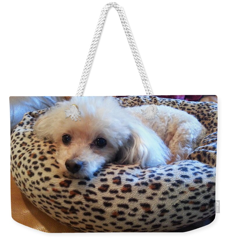 Poodle Weekender Tote Bag featuring the photograph Cute Little Poodle by Diana Haronis