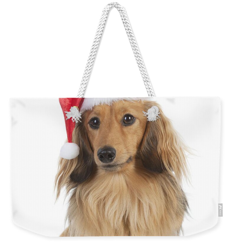 Dachshund Weekender Tote Bag featuring the photograph Dachshund In Christmas Hat by John Daniels