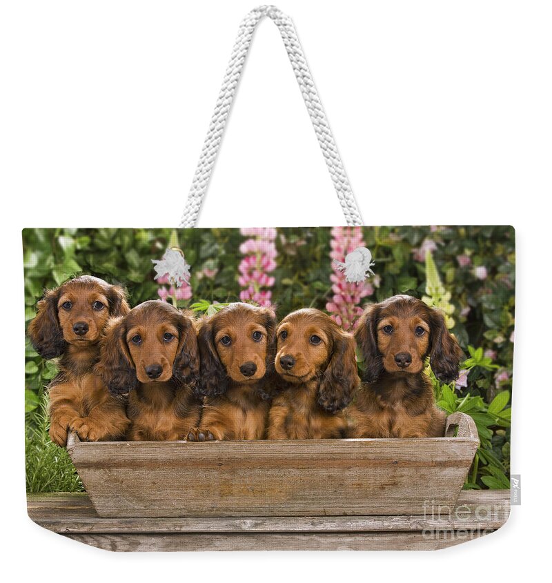 Dachshund Weekender Tote Bag featuring the photograph Dachshunds In A Flowerpot by Jean-Michel Labat