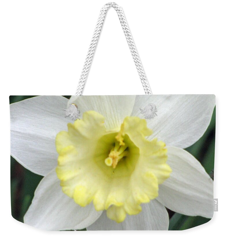 Daffodil Weekender Tote Bag featuring the photograph Daffodil 06 by Pamela Critchlow