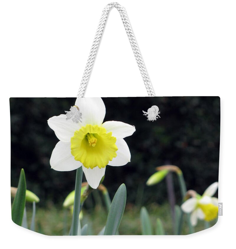 Daffodil Weekender Tote Bag featuring the photograph Daffodil 16 by Pamela Critchlow