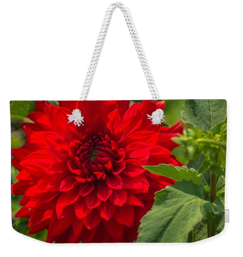 Flower Weekender Tote Bag featuring the photograph Dahlia Perfection by Jane Luxton