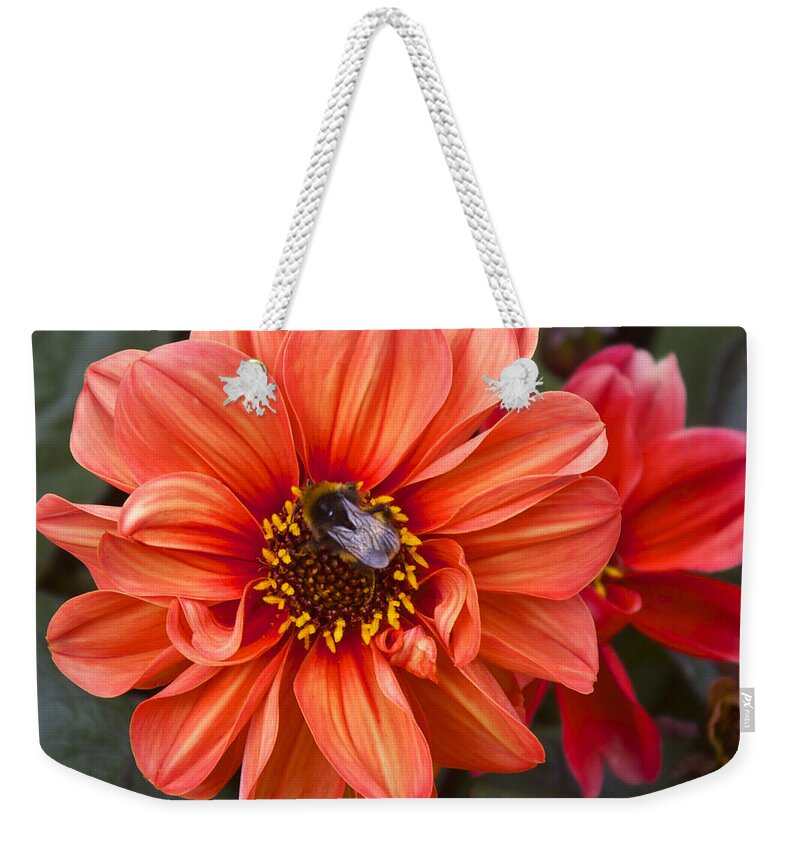 Dahlias Weekender Tote Bag featuring the photograph Dahlia with Bee by Venetia Featherstone-Witty