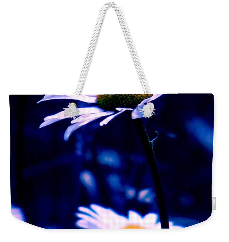 Nature Weekender Tote Bag featuring the photograph Daisies In The Blue Realm by Rory Siegel