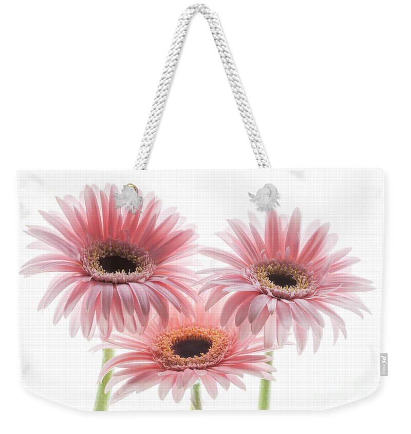 Daisy Trio Weekender Tote Bag featuring the photograph Daisy Trio by Patty Colabuono
