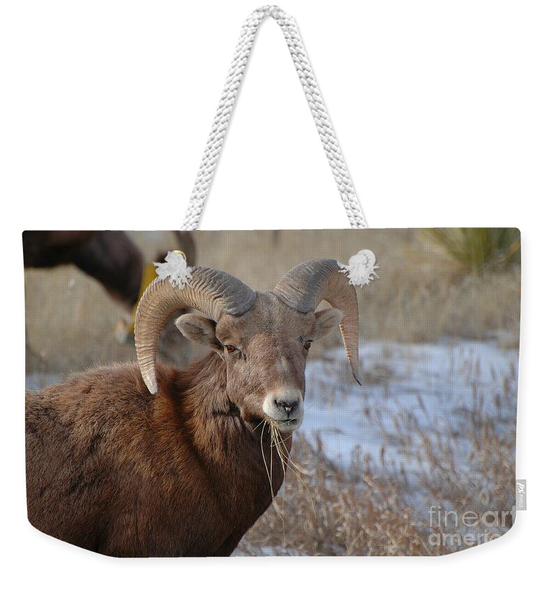 Crisp Weekender Tote Bag featuring the photograph Dakota Big Horn Sheep by Joan Wallner