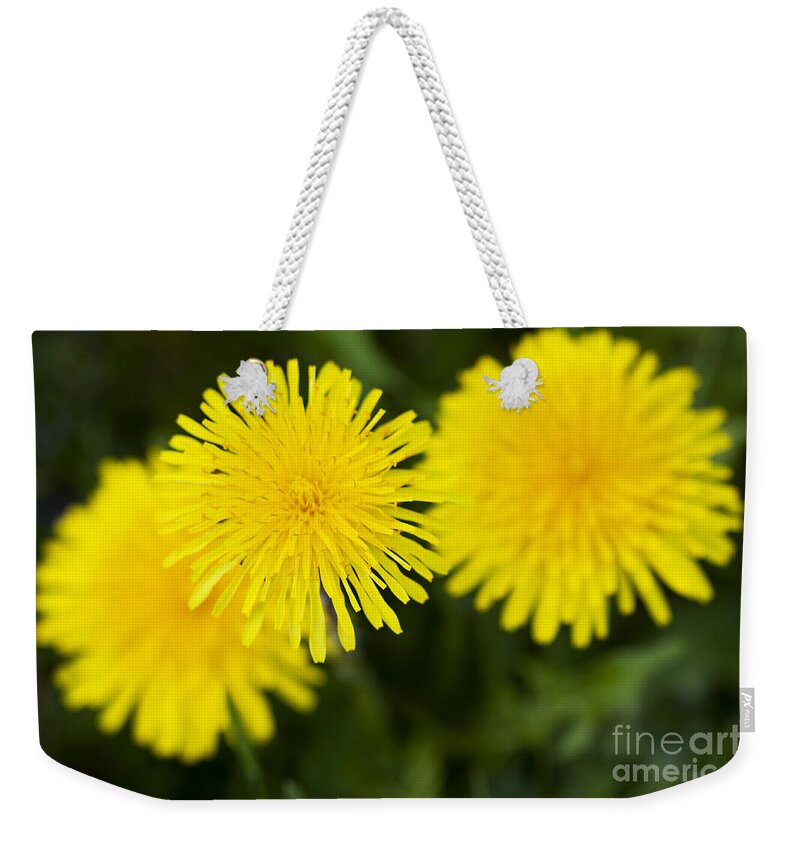 Dandelion Weekender Tote Bag featuring the photograph Dandy Lion by Patty Colabuono