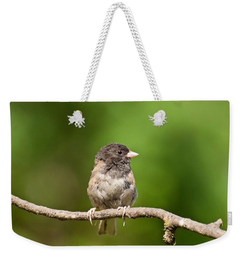 Animal Weekender Tote Bag featuring the photograph Dark Eyed Junco by Jeff Goulden