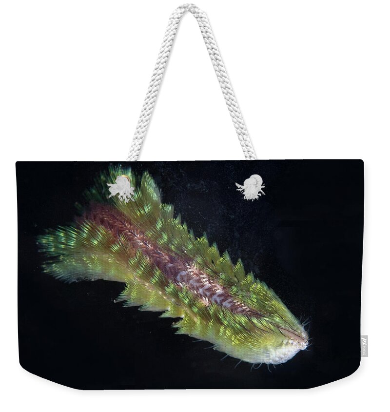 Flpa Weekender Tote Bag featuring the photograph Dark-lined Fire Worm In Bali by Colin Marshall