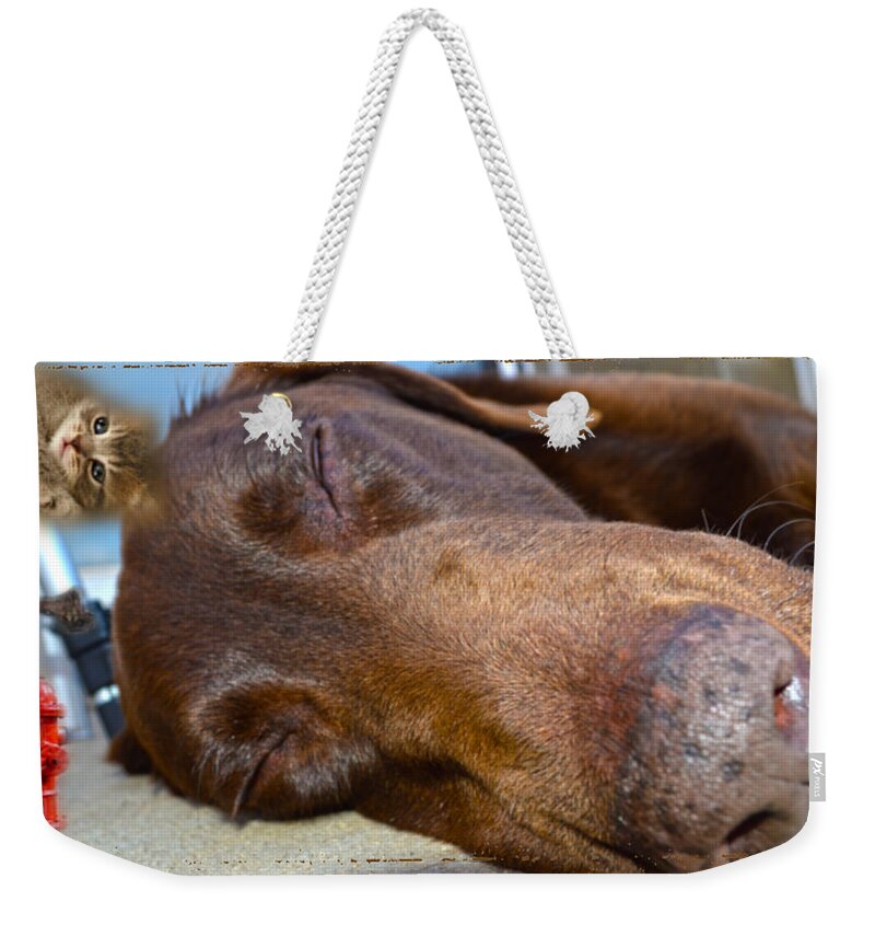  Animals Paintings Photographs Photographs Weekender Tote Bag featuring the photograph Day Dreaming by Mayhem Mediums