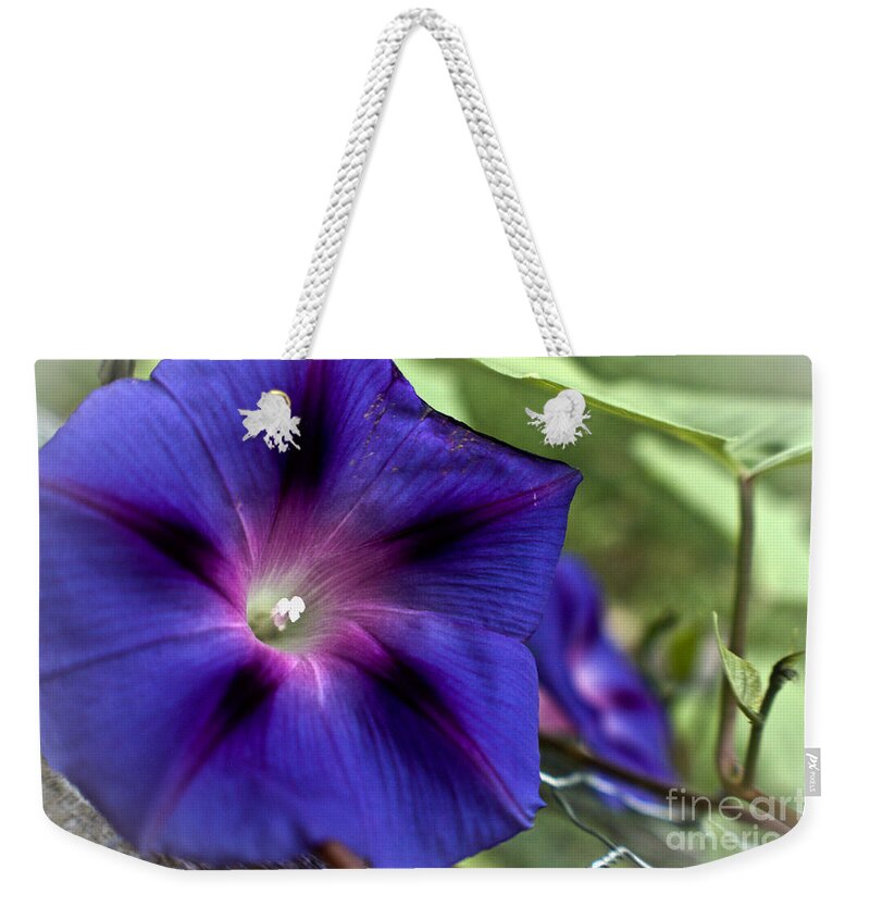  Weekender Tote Bag featuring the photograph Deep Blue Morning Glories by Cheryl Baxter