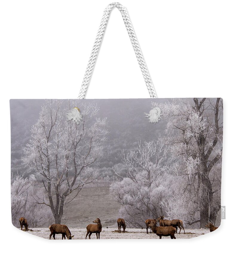 Snow Weekender Tote Bag featuring the photograph Deer In Hoar Frost by Nzpix