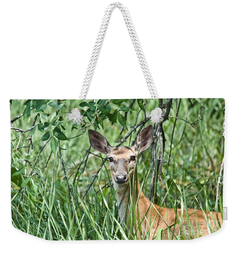 Deer Weekender Tote Bag featuring the photograph Deer in the Reeds by Cheryl Baxter