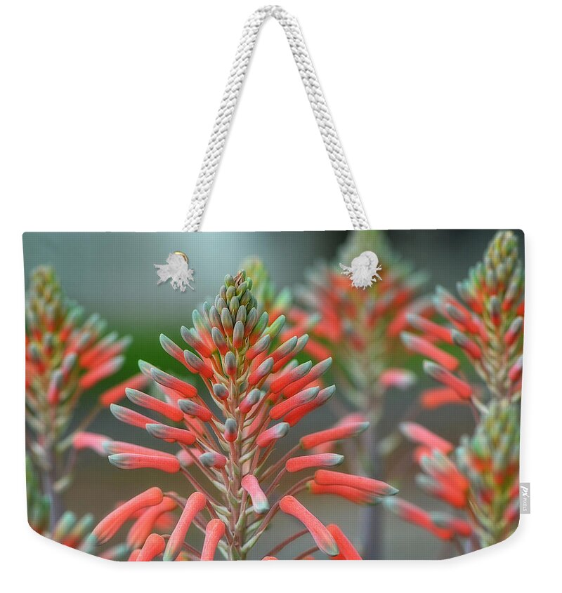 Aloe Weekender Tote Bag featuring the photograph Delicate Aloe - Botanical Photography by Sharon Cummings by Sharon Cummings