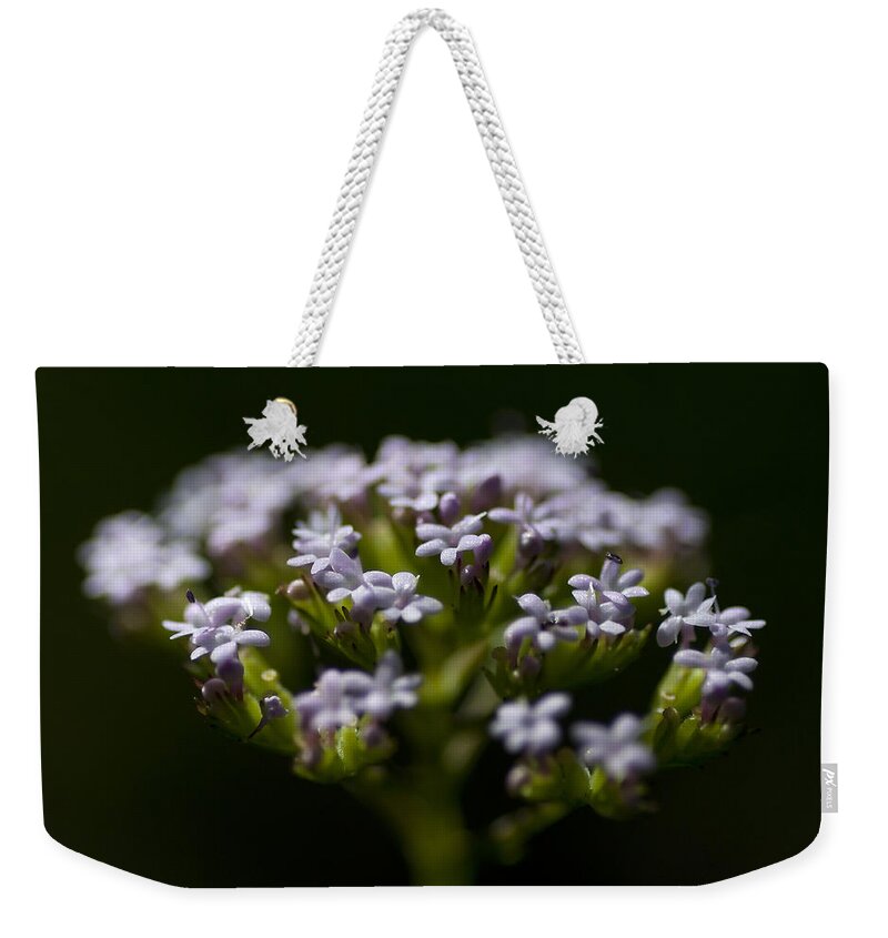 Floral Weekender Tote Bag featuring the photograph delicate - A tender and tiny flower in a black background by Pedro Cardona Llambias
