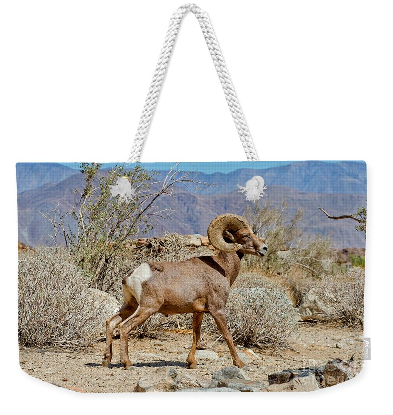 Animal Weekender Tote Bag featuring the photograph Desert Bighorn Sheep Ram At Borrego by Anthony Mercieca