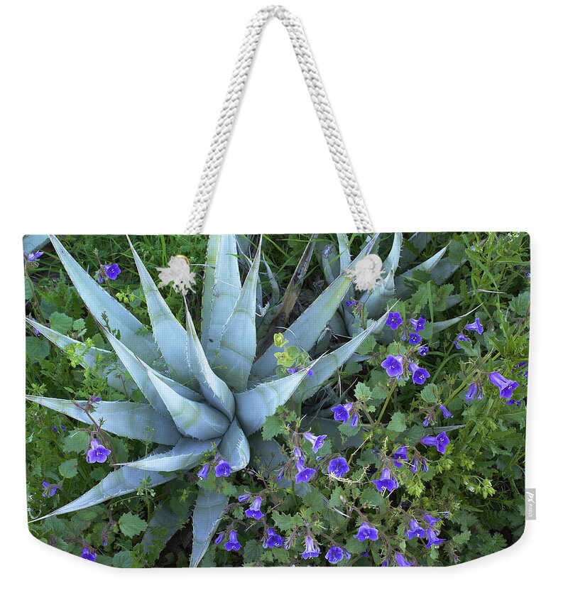 Feb0514 Weekender Tote Bag featuring the photograph Desert Bluebell And Agave by Tim Fitzharris